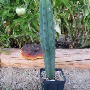 buy San Pedro Cactus (Echinopsis pachanoi)