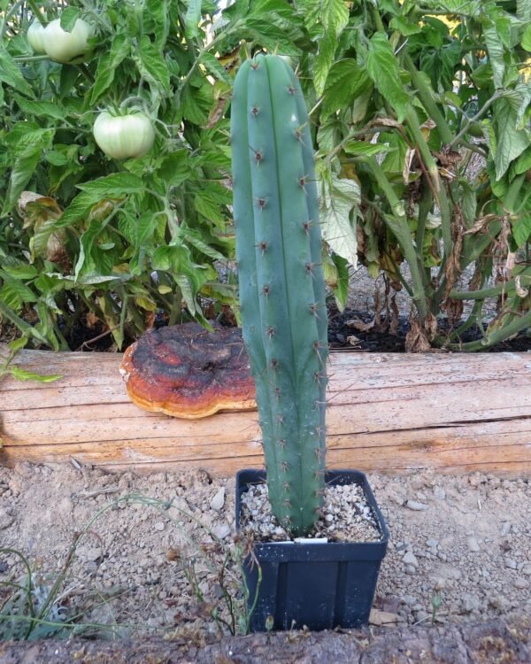 buy San Pedro Cactus (Echinopsis pachanoi)