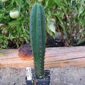 The San Pedro cactus is a fast-growing, columnar cactus native to the Andes Mountains. Known for its vibrant bluish-green stems and fragrant white flowers, it can reach up to 20 feet in height. This low-maintenance, drought-tolerant cactus thrives in full sun and is perfect for adding vertical interest to your garden or home.