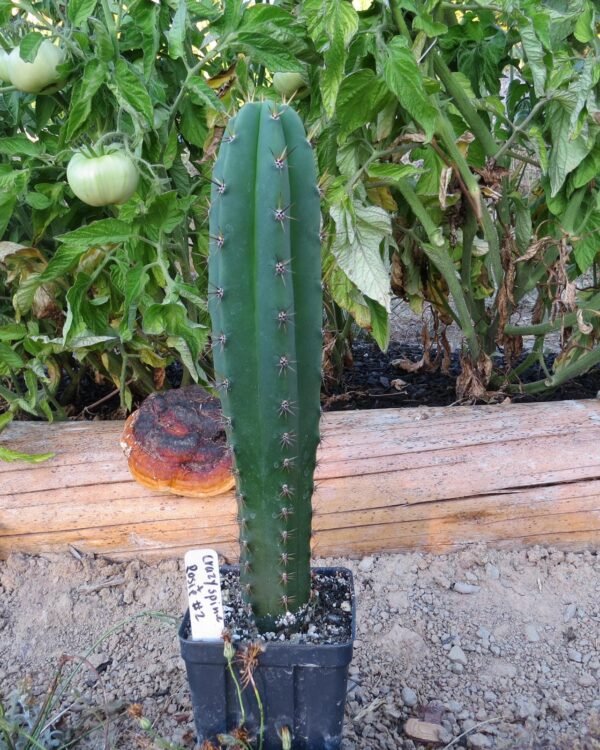 The San Pedro cactus is a fast-growing, columnar cactus native to the Andes Mountains. Known for its vibrant bluish-green stems and fragrant white flowers, it can reach up to 20 feet in height. This low-maintenance, drought-tolerant cactus thrives in full sun and is perfect for adding vertical interest to your garden or home.