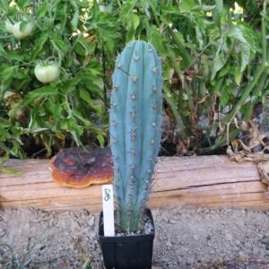 The San Pedro cactus is a fast-growing, columnar cactus native to the Andes Mountains. Known for its vibrant bluish-green stems and fragrant white flowers, it can reach up to 20 feet in height. This low-maintenance, drought-tolerant cactus thrives in full sun and is perfect for adding vertical interest to your garden or home.