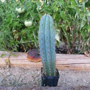 The San Pedro cactus is a fast-growing, columnar cactus native to the Andes Mountains. Known for its vibrant bluish-green stems and fragrant white flowers, it can reach up to 20 feet in height. This low-maintenance, drought-tolerant cactus thrives in full sun and is perfect for adding vertical interest to your garden or home.