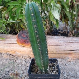 The San Pedro cactus is a fast-growing, columnar cactus native to the Andes Mountains. Known for its vibrant bluish-green stems and fragrant white flowers, it can reach up to 20 feet in height. This low-maintenance, drought-tolerant cactus thrives in full sun and is perfect for adding vertical interest to your garden or home.