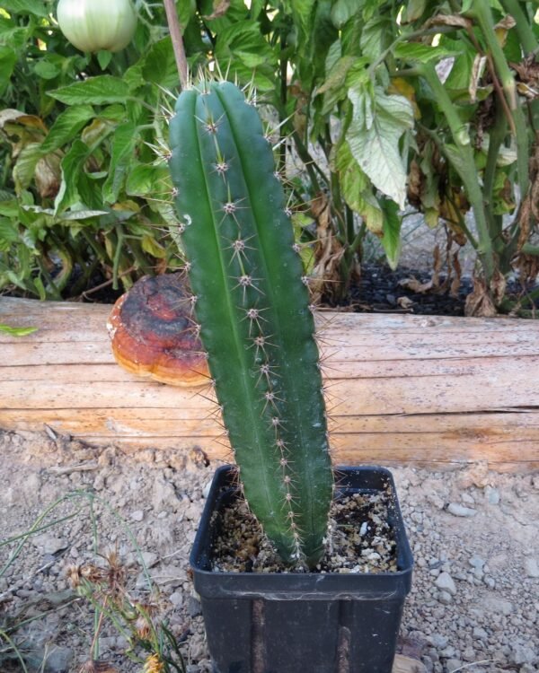 The San Pedro cactus is a fast-growing, columnar cactus native to the Andes Mountains. Known for its vibrant bluish-green stems and fragrant white flowers, it can reach up to 20 feet in height. This low-maintenance, drought-tolerant cactus thrives in full sun and is perfect for adding vertical interest to your garden or home.